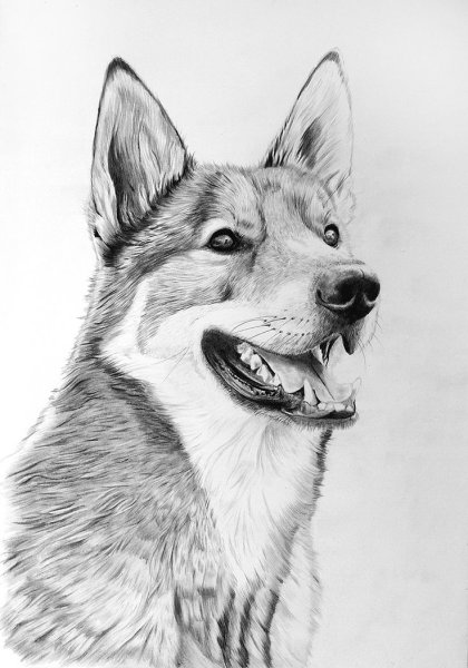 Хаски карандашом