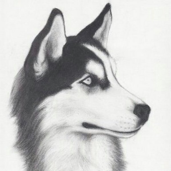 Морда волка рисунок карандашом