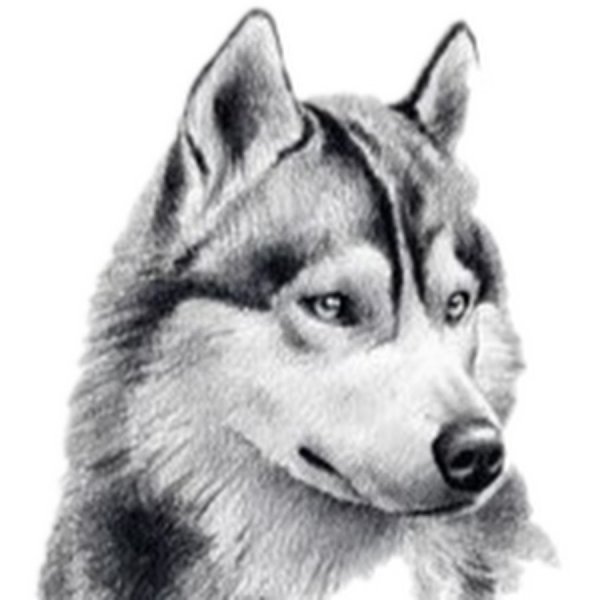 Хаски цветными карандашами
