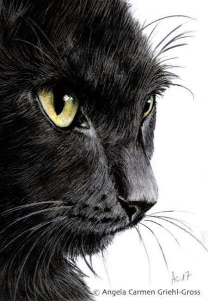 Чёрный кото карандашом
