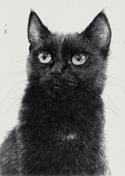 Кот Графика