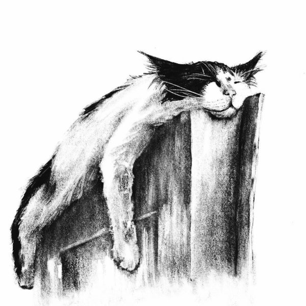 Кошка рисунок карандашом