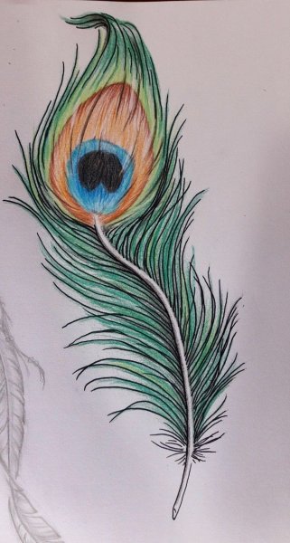 Рисование перо павлина