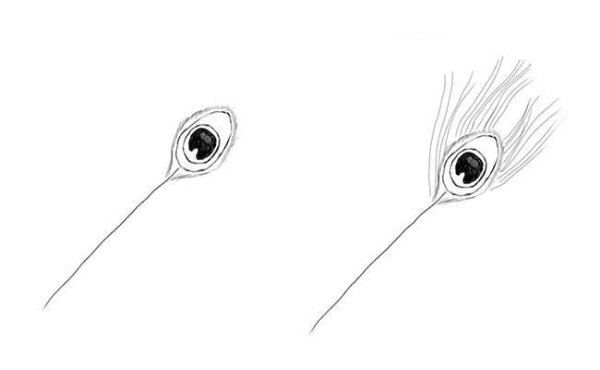 Перо павлина рисунок карандашом