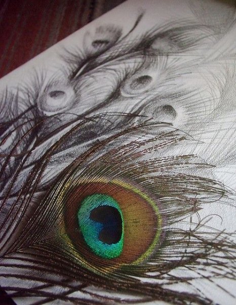 Перо павлина рисунок карандашом