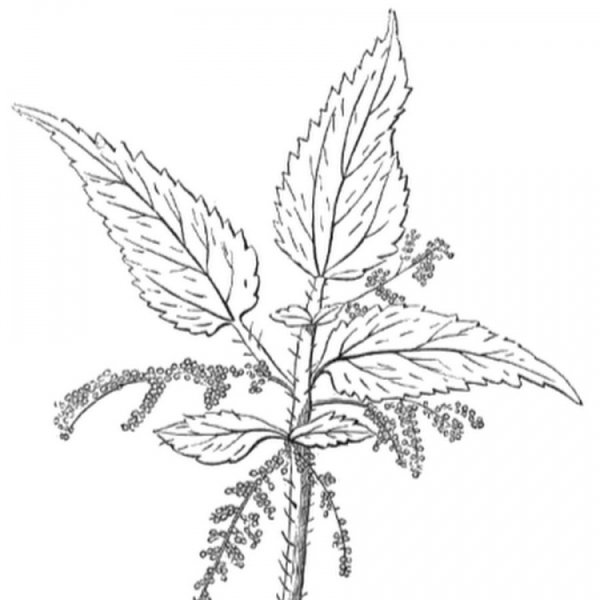 Крапива двудомная (Urtica dioica)
