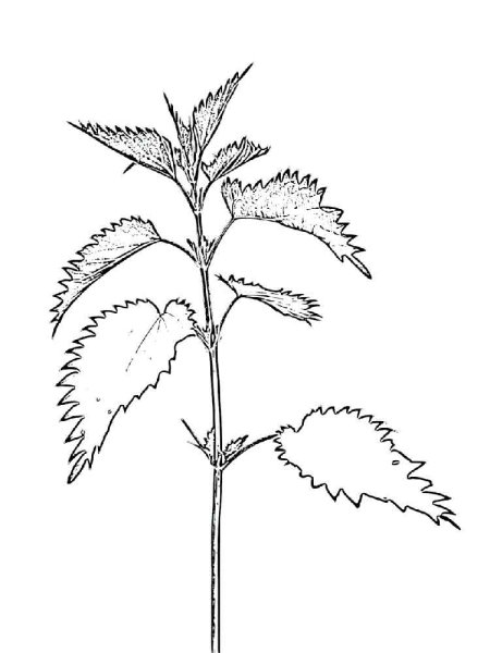 Крапива двудомная чб