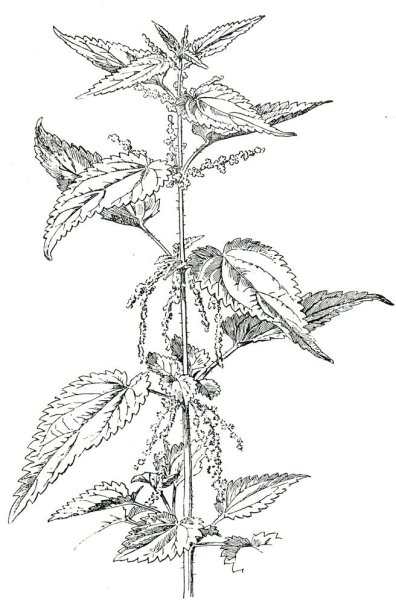 Зарисовки крапивы