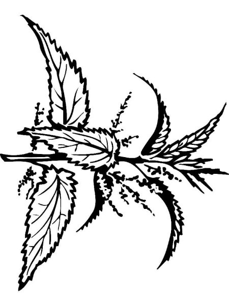 Крапива двудомная карандашом