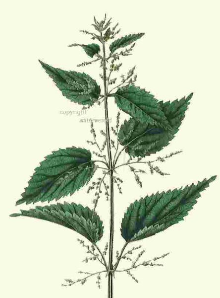 Крапива картинка раскраска