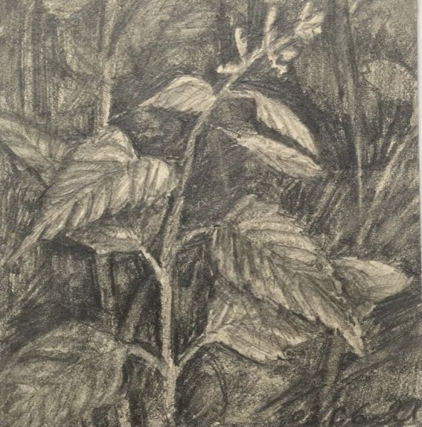 Крапива рисунок для детей