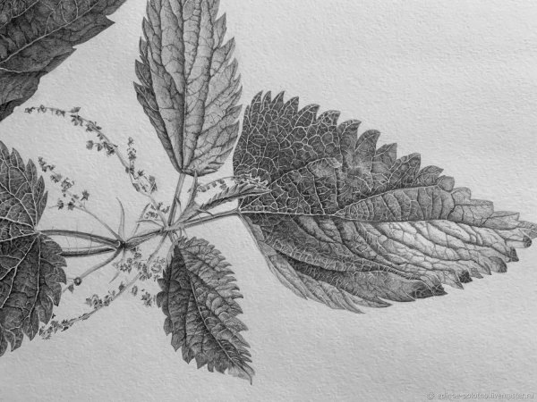 Крапива двудомная картинки для детей