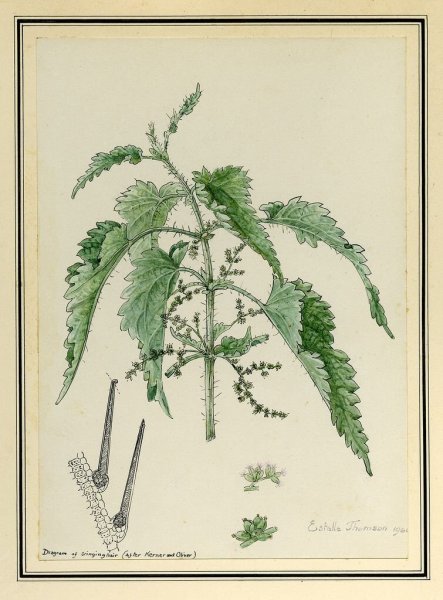 Крапива двудомная (Urtica dioica)