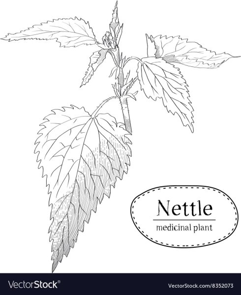 Крапива двудомная (Urtica dioica)