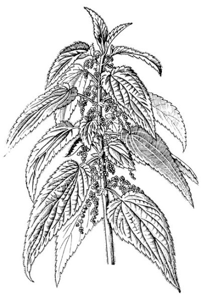 Зарисовки крапивы