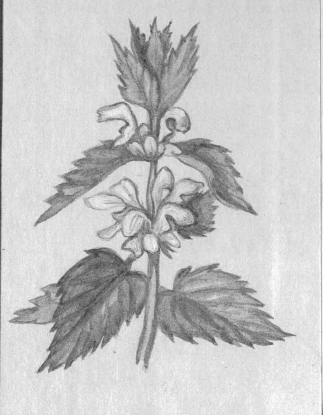 Крапива двудомная (Urtica dioica)