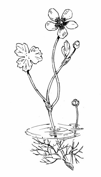 Лютик раскраска цветок