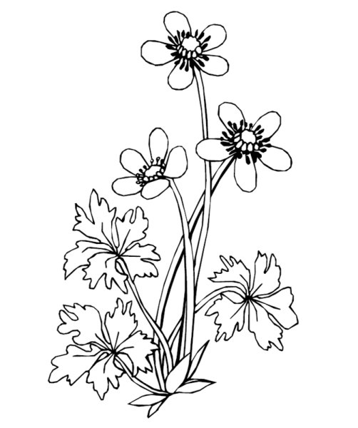 Ранункулюс эскиз тату