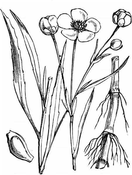 Лютик раскраска цветок