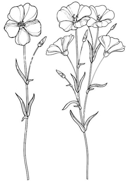 Лютик едкий герань Луговая