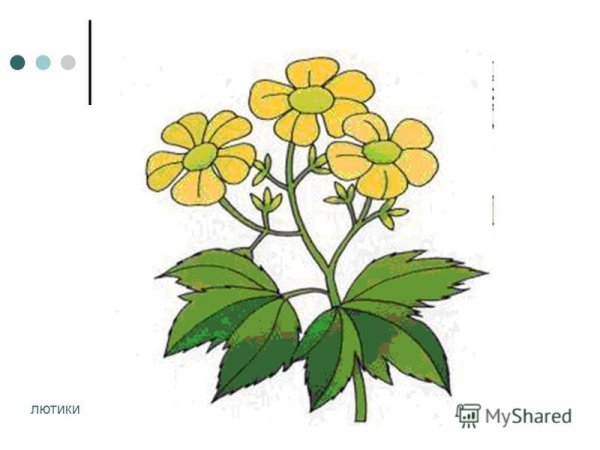 Цветок Лютик эскизы