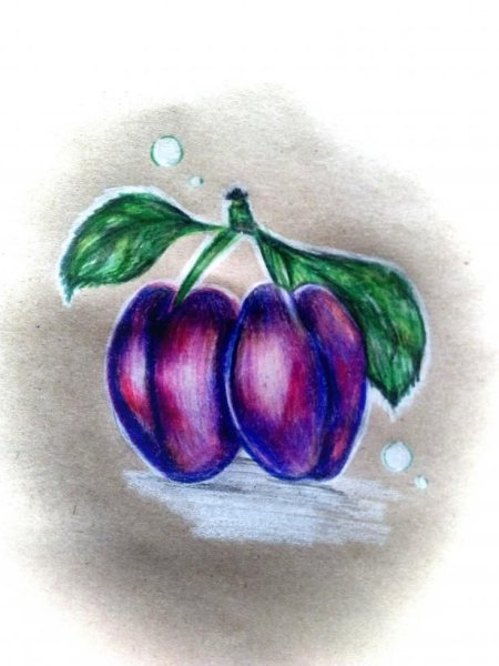 Сливы карандашом