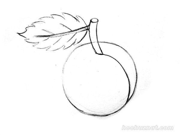 Поэтапное рисование сливы