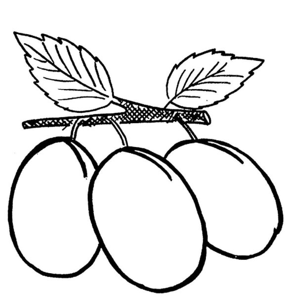 Слива раскраска