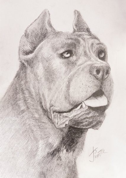 Кане Корсо рисунок карандашом