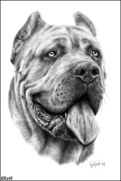 Кане Корсо рисунок