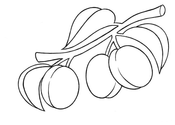 Слива раскраска