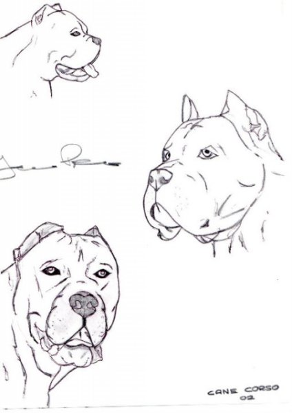 Кане Корсо собака