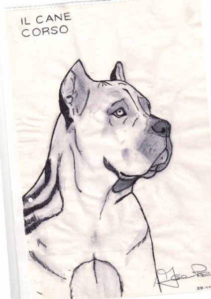 Рисунок собаки Кане Корсо