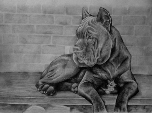 Кане Корсо арты