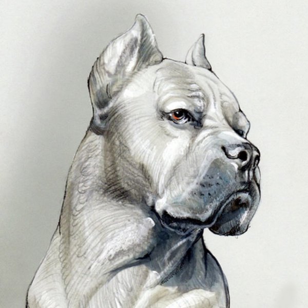Собака карандашом Кане Корсо