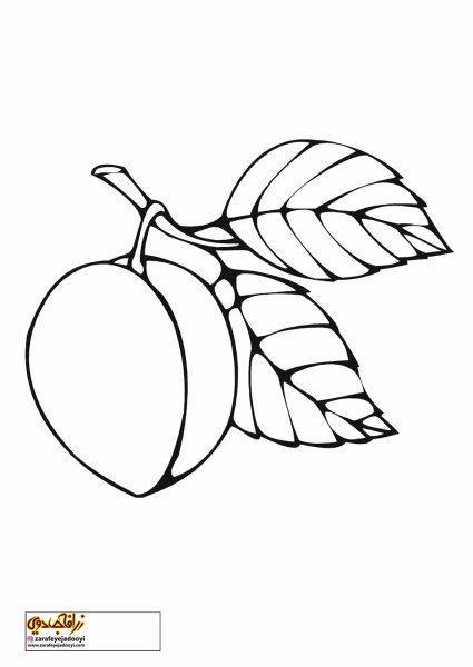 Слива раскраска