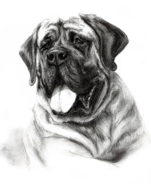 Мастиф Кане Корсо арт