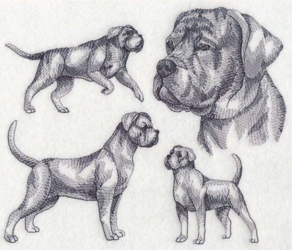 Нарисованная собака породы Кане Корсо