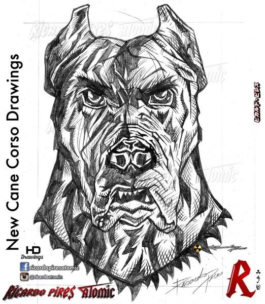 Кане Корсо скетч