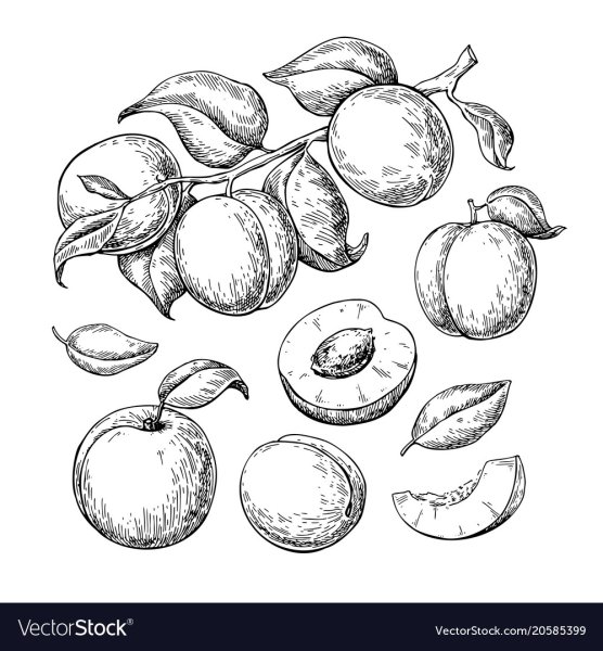 Абрикос Графика