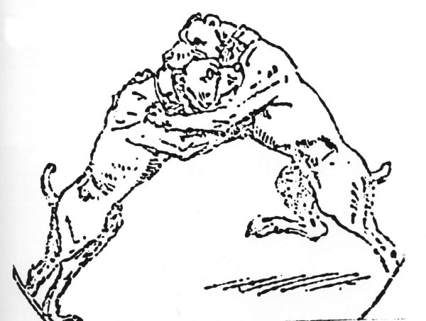 Раскраска Кане Корсо