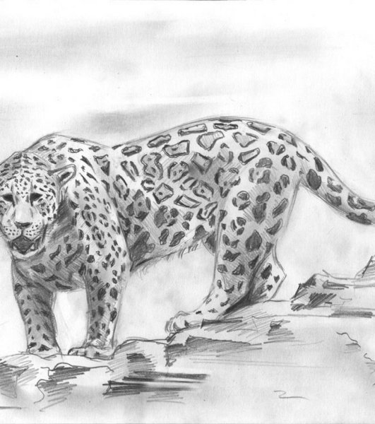 Ягуар рисунок