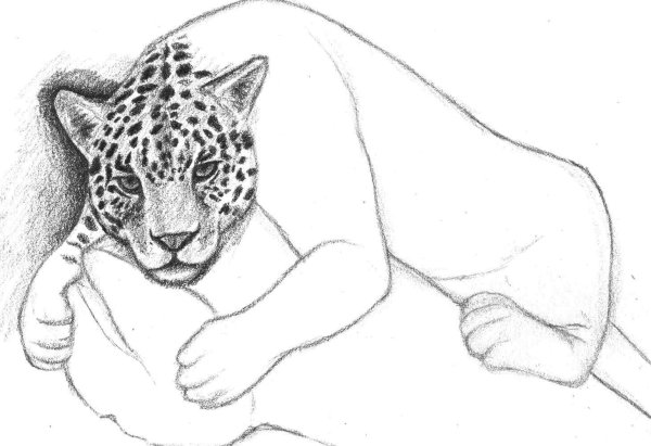 Лёгкие рисунки леопарда