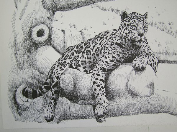 Раскраска антистресс леопард