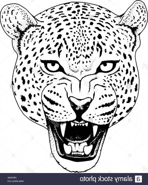 Гепард эскиз