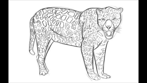 Леопард тату эскиз
