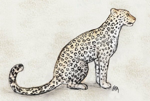 Леопард рисунок карандашом