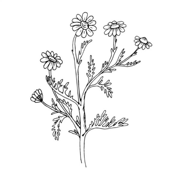 Ромашка лекарственная раскраска