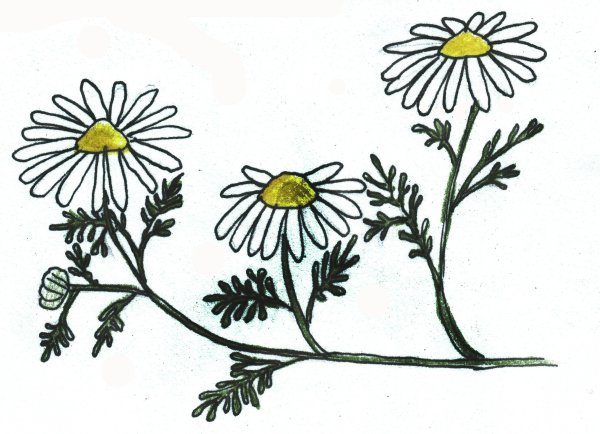 Растения. Раскраска