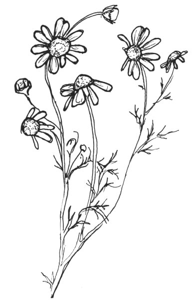 Ромашка аптечная Фармакогнозия